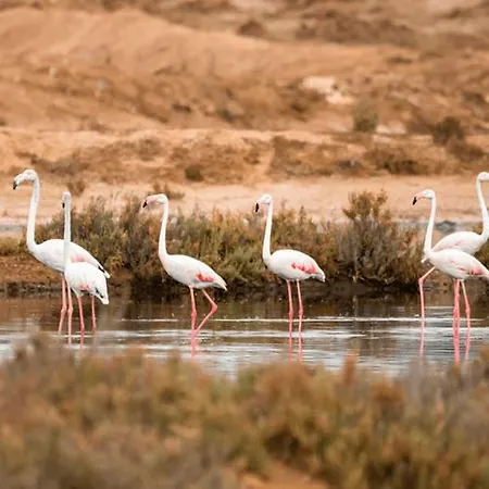 - Cerro Mar Star - Cozy And Relaxing T1 Albufeira